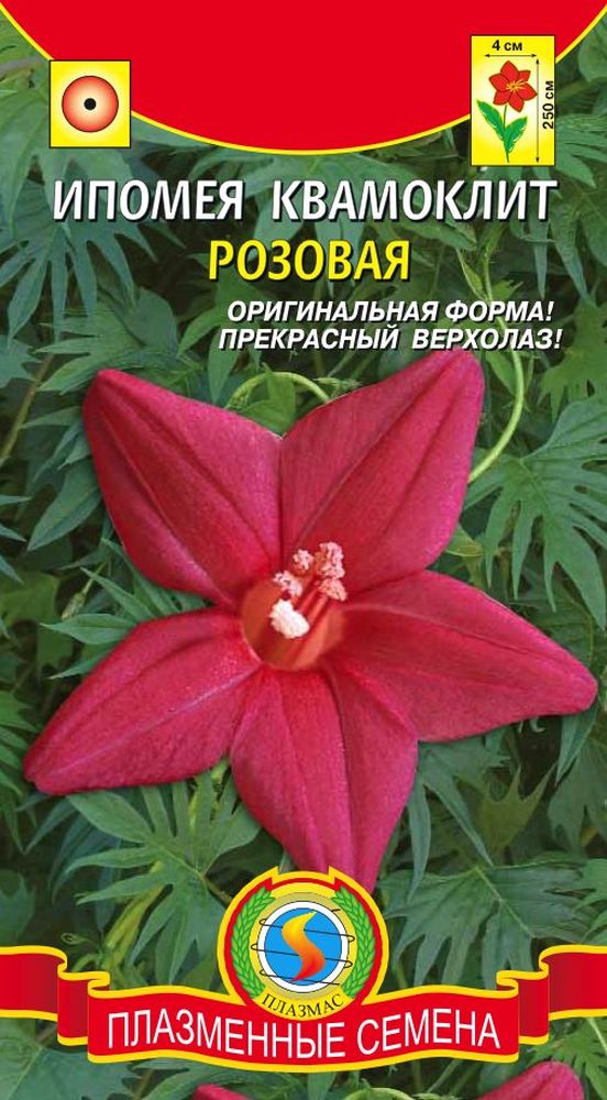 Ипомея квамоклит цветы Ипомея квамоклит цветы