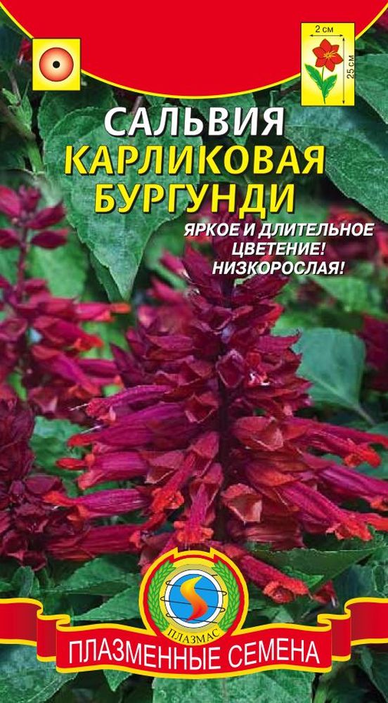 Плазменные семена. Сальвия однолетник. Сальвия бургунди. Сальвия Редди карликовая. Сальвия Кассиопея (карликовая).